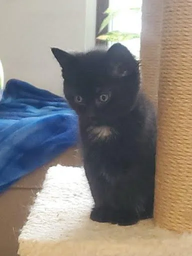 A baby small-sized male Domestic Short Hair cat named Harvest for adoption in Columbus, IN