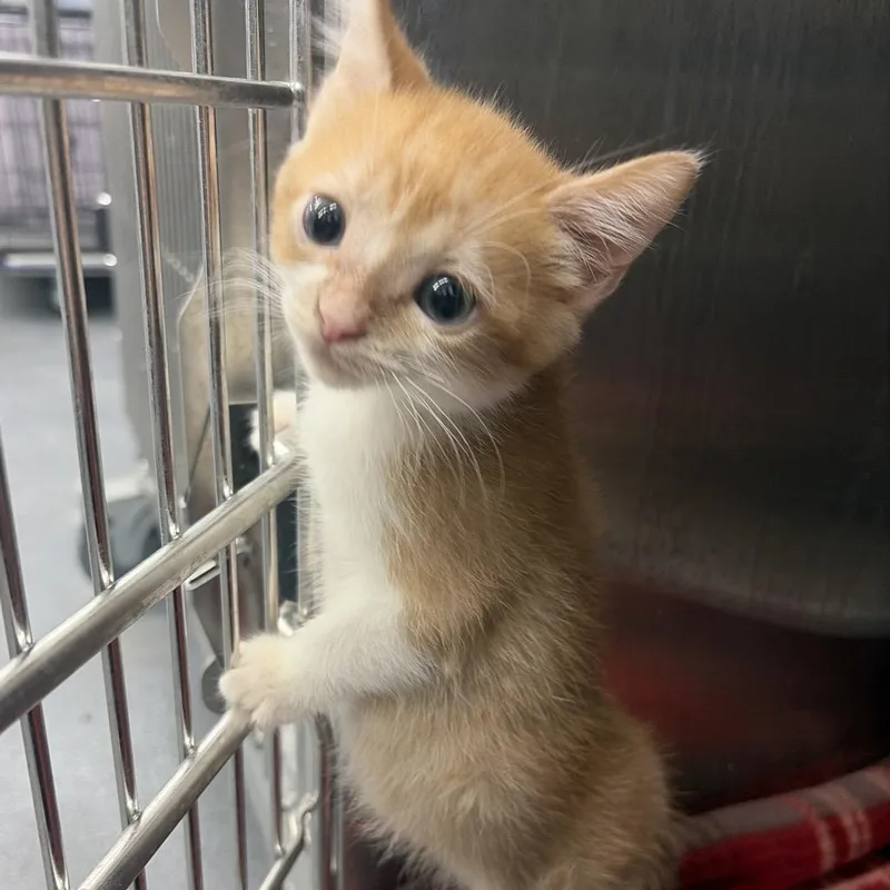 A baby small-sized male Orange / Red Domestic Short Hair cat named Marmalade for adoption in Montgomery, AL