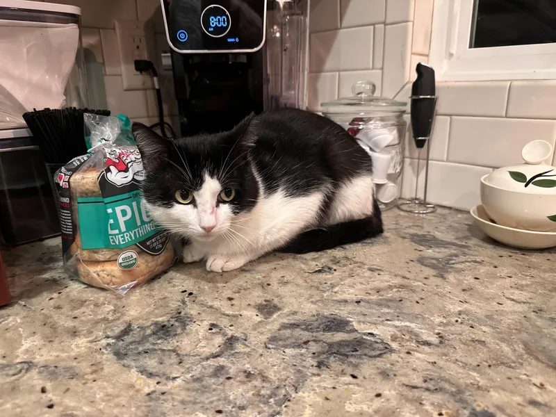 A young medium-sized male Domestic Short Hair cat named Milo for adoption in Long Beach, CA