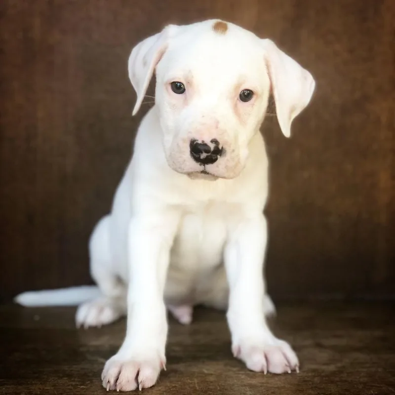 A senior large-sized male White / Cream American Bulldog dog named Opi for adoption in Fredericksburg, TX