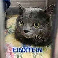 Einstein