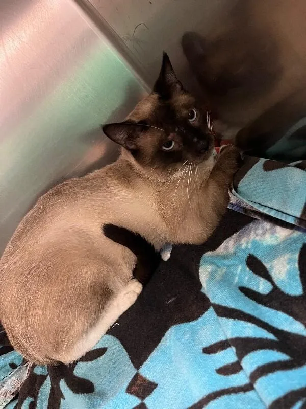 An adult medium-sized male Cream / Ivory Siamese cat named Zane for adoption in Burgaw, NC
