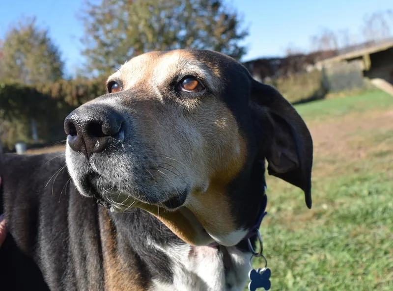 An adult large-sized male Tricolor (Brown, Black, & White) Hound dog named Brewer for adoption in Tomah, WI
