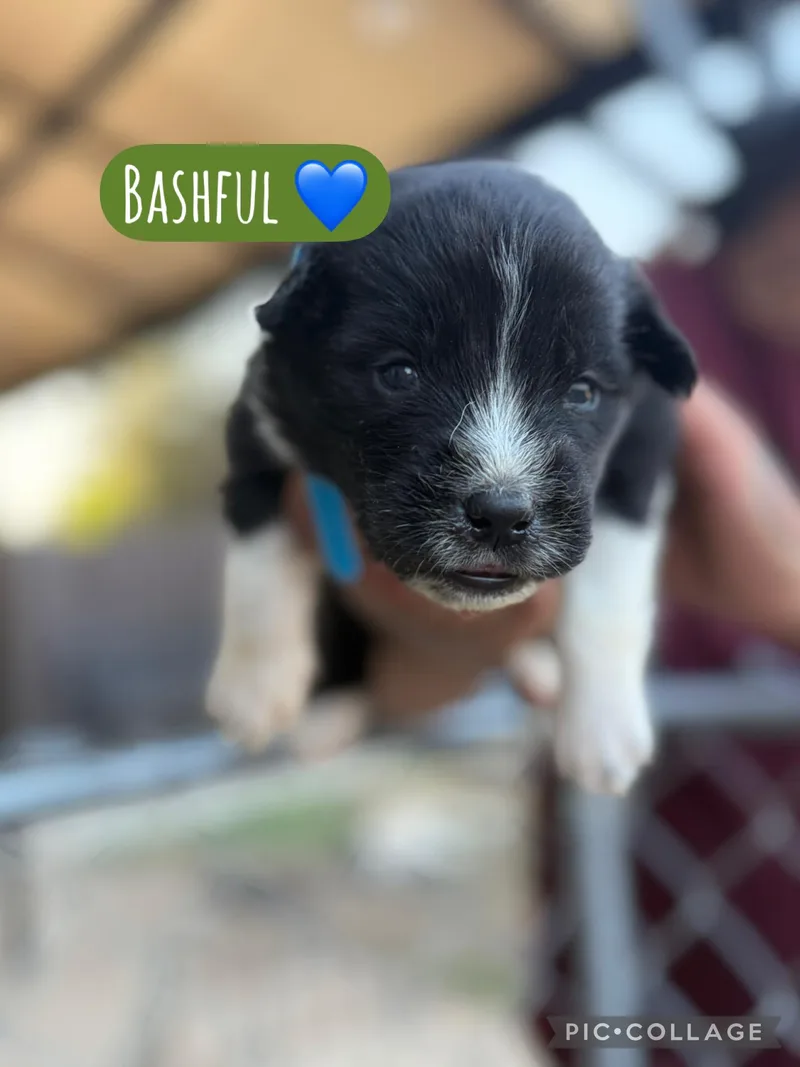 A baby medium-sized male Akita dog named Bashful for adoption in Lodi, CA