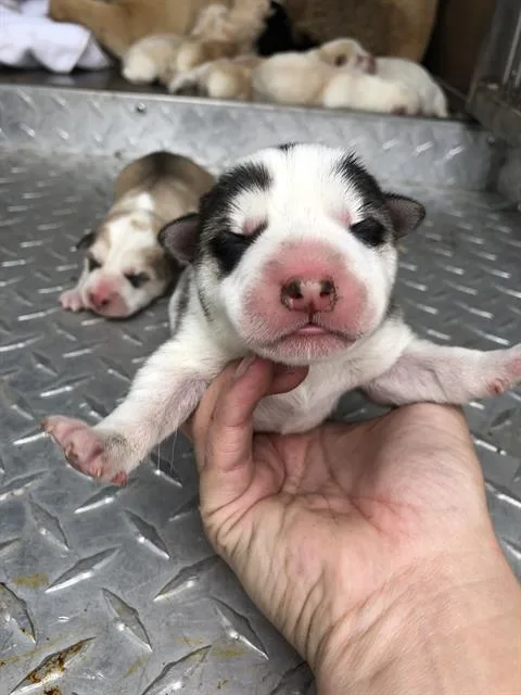 A baby large-sized male Mixed Breed dog named Brad for adoption in Dallas, TX