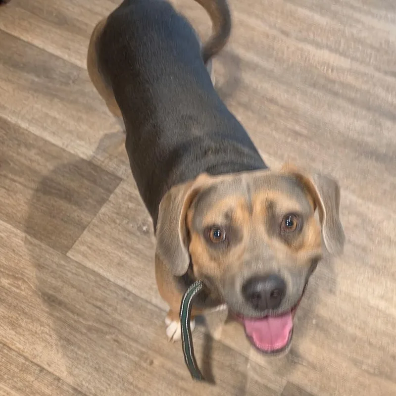 Rocco thumbnail 2