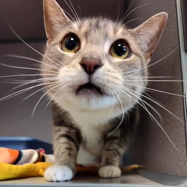 An adult large-sized female Gray / Blue / Silver Domestic Short Hair cat named Mable for adoption in Cedar Rapids, IA