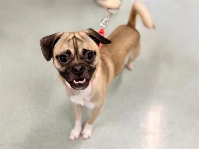 A young small-sized male Pug dog named Reggie for adoption in Santa Rosa, CA