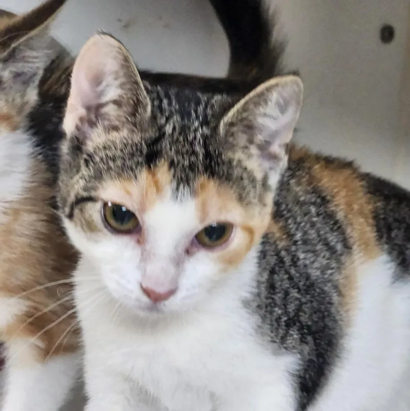 A baby small-sized female Domestic Medium Hair cat named Kisses for adoption in Walnutport, PA