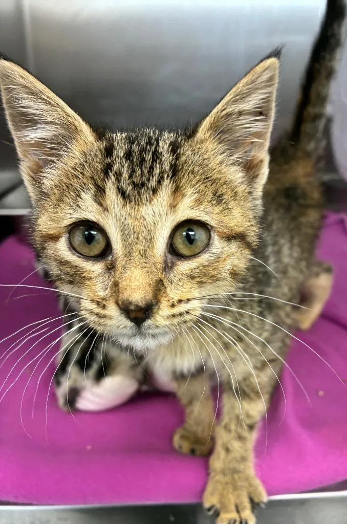 A baby small-sized female Domestic Short Hair cat named Kathy for adoption in Hartsville, SC