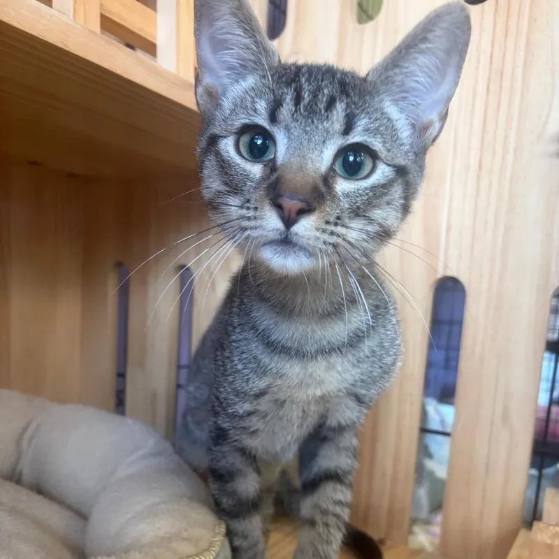 A baby small-sized male Brown / Chocolate Domestic Short Hair cat named Macaroni for adoption in Webster, TX