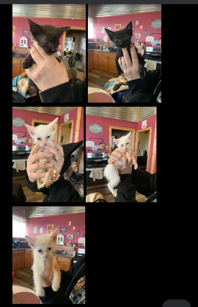 A baby medium-sized female White Domestic Short Hair cat named Harper for adoption in Lafayette, CO