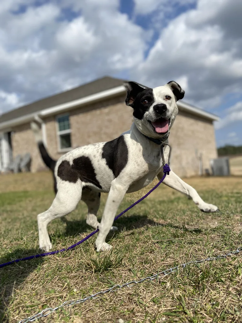 A young medium-sized female Pit Bull Terrier dog named Courtesy Chichi for adoption in Mobile, AL