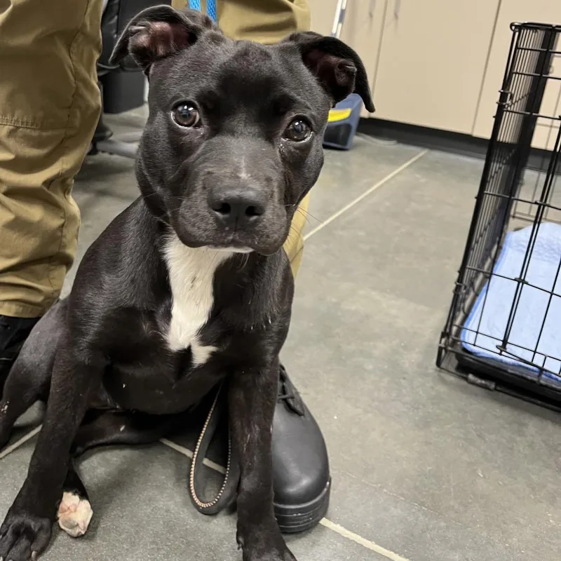 A young medium-sized female Black Mixed Breed dog named Cheyenne for adoption in Dickinson, TX