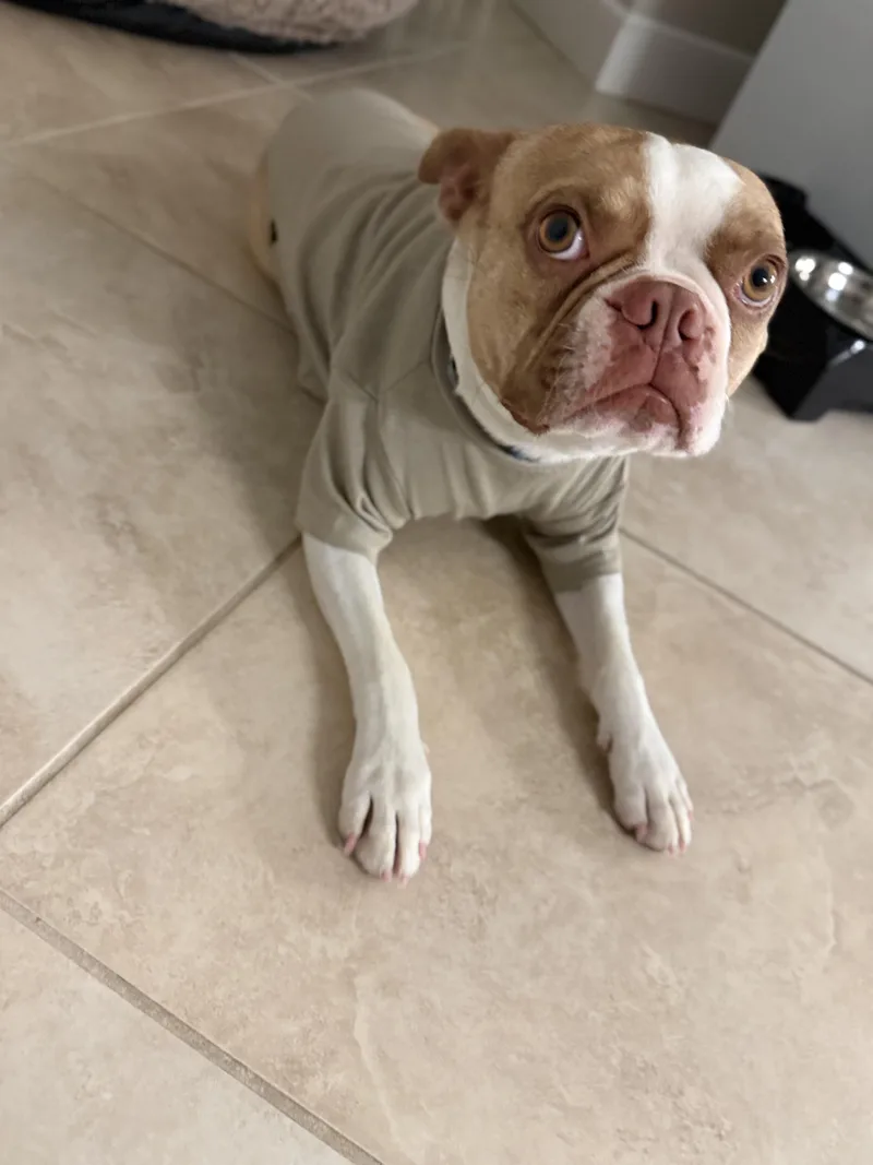 A young medium-sized male Boston Terrier dog named Rocco for adoption in oriskany, NY