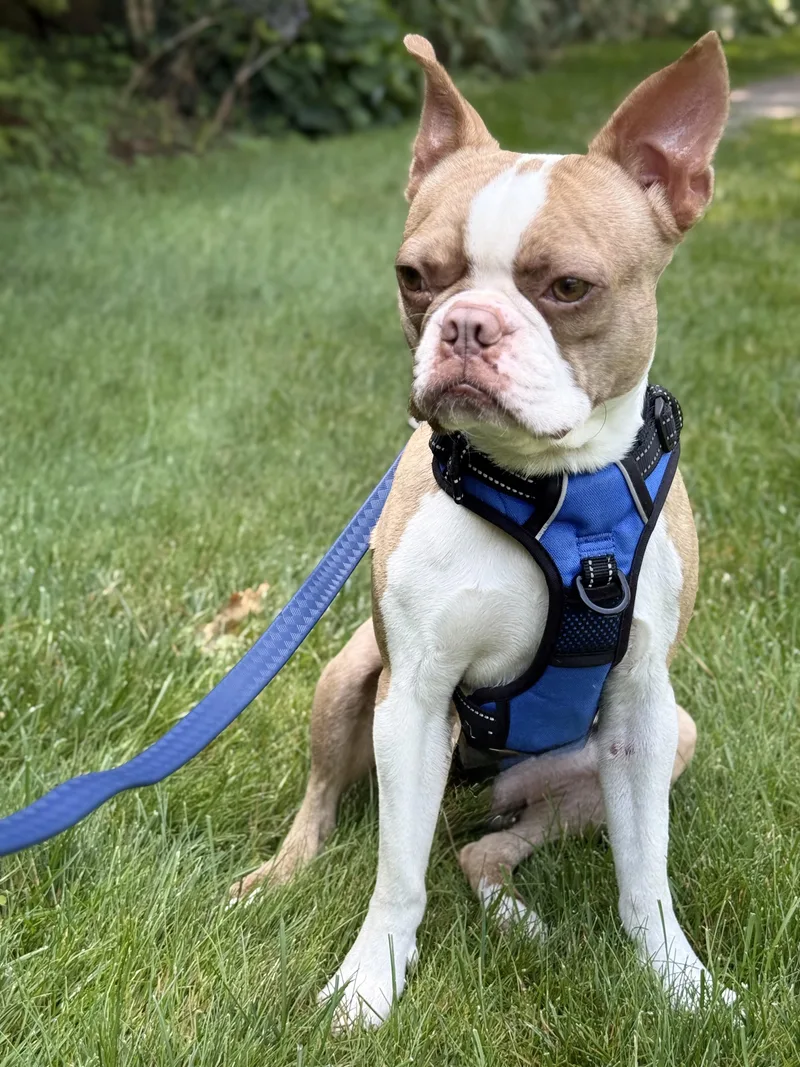 Rocco thumbnail 2