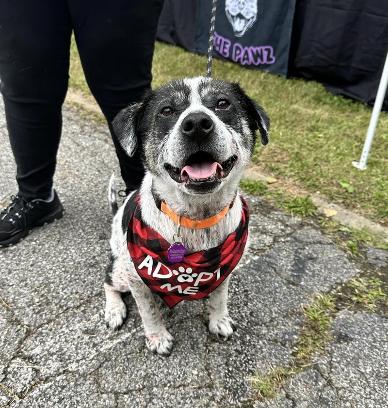 A young medium-sized male Cattle Dog dog named Tobias for adoption in Youngstown, OH