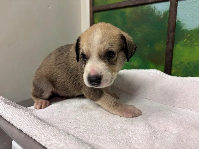 A baby small-sized male German Shepherd Dog dog named Derrick for adoption in Houston, TX