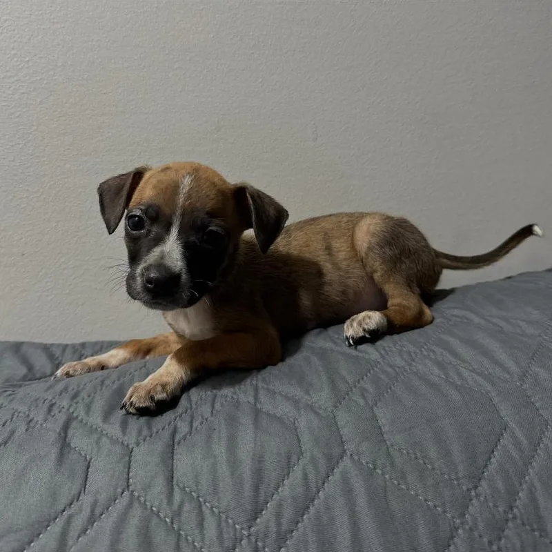 A baby small-sized female Jack Russell Terrier dog named Macaroni for adoption in Philadelphia, PA