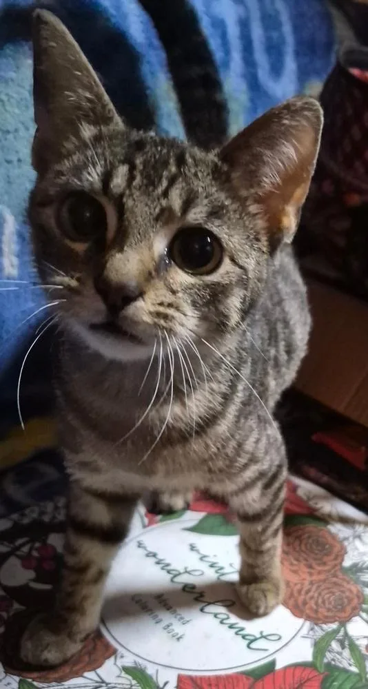 A baby small-sized male Brown / Chocolate Domestic Short Hair cat named Charon for adoption in Ocala, FL