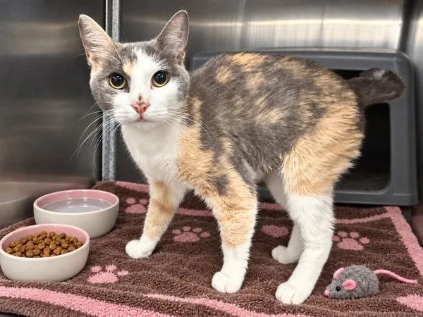 An adult medium-sized female Domestic Short Hair cat named Garden for adoption in New York, NY