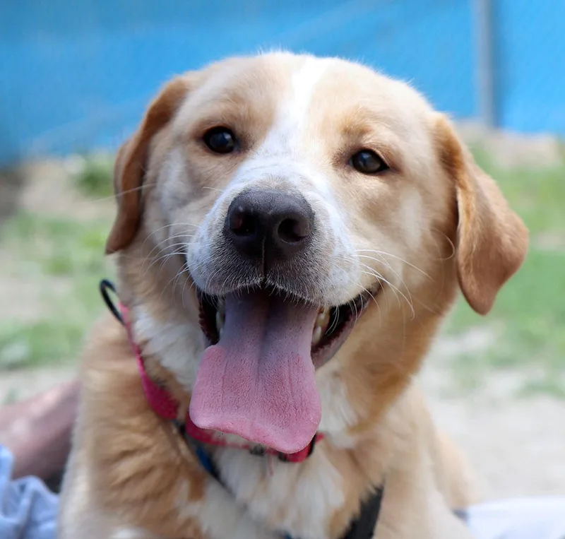 A young medium-sized female White / Cream Labrador Retriever dog named Lisa for adoption in Kansas City, KS