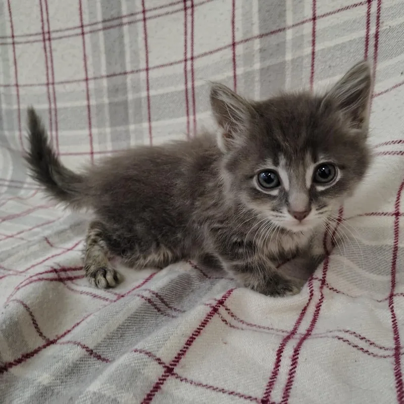 TalooseFluffy