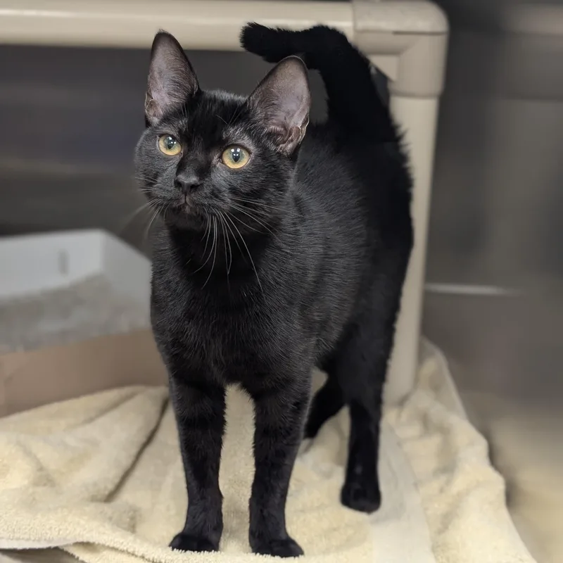 A young medium-sized female Domestic Short Hair cat named Aurora for adoption in St. Augustine, FL