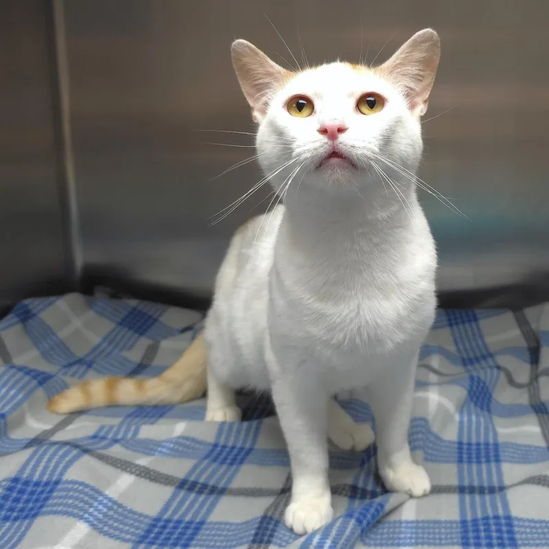 An adult medium-sized male Orange / Red Domestic Short Hair cat named Chunkers for adoption in Michigan City, IN