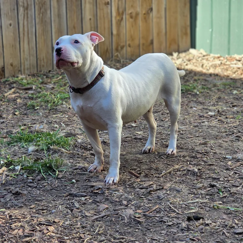 An adult medium-sized female White / Cream Terrier dog named Rockstar Chica for adoption in Brookings, SD