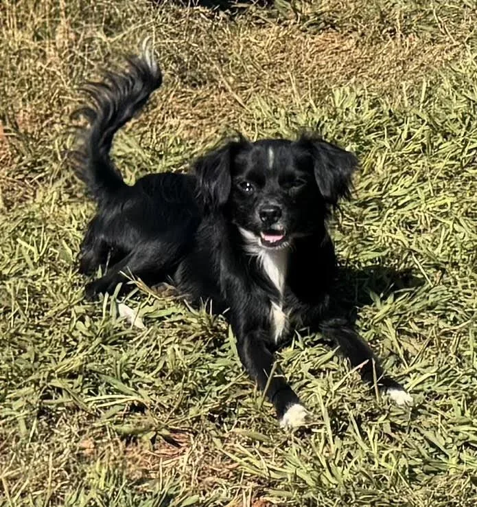A young small-sized male Chihuahua dog named Rocky for adoption in Maiden, NC