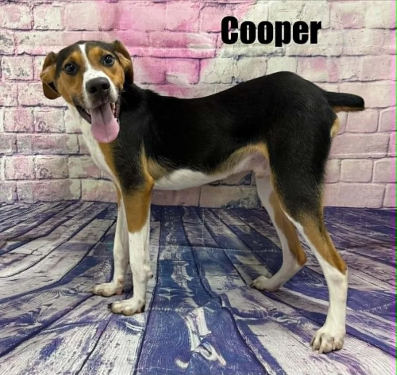 Cooper