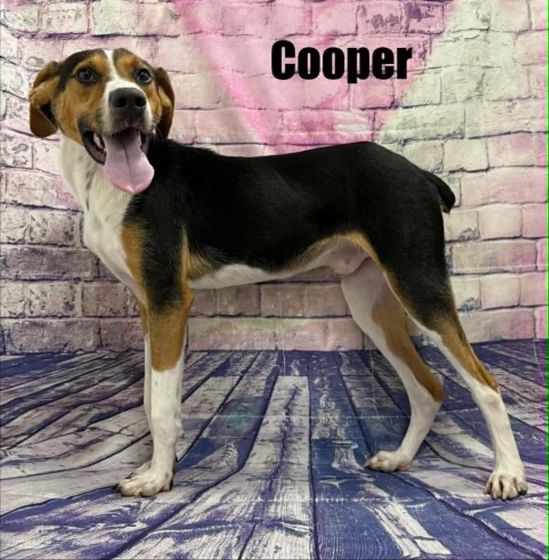 Cooper thumbnail 2