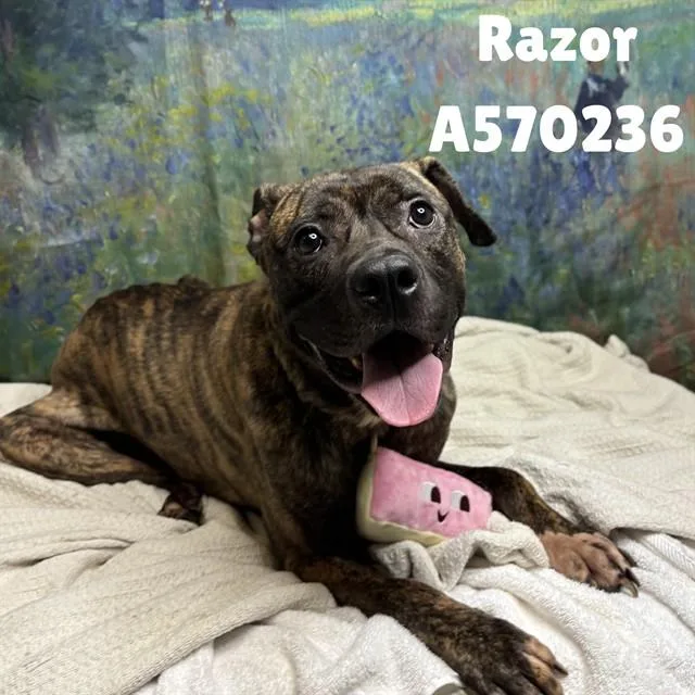 A young medium-sized male Mastiff dog named Razor for adoption in Huntsville, AL