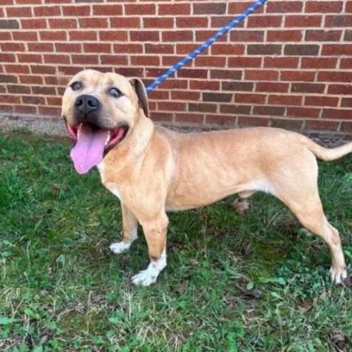 A young medium-sized male Yellow / Tan / Blond / Fawn Boxer dog named David for adoption in Washington DC, DC