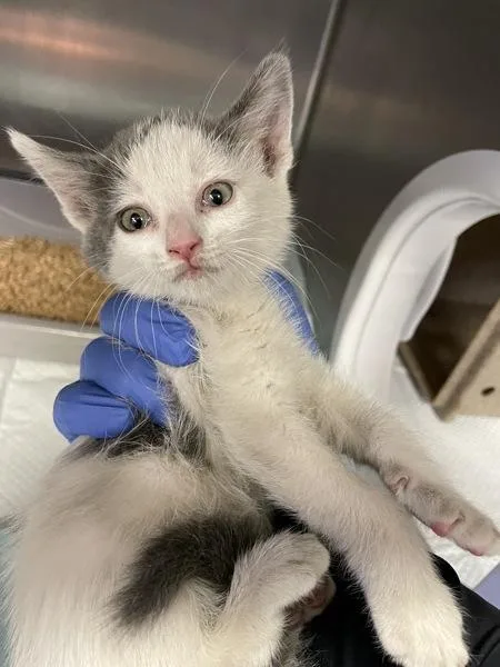 A baby small-sized female American Shorthair cat named Sidney for adoption in Victorville, CA