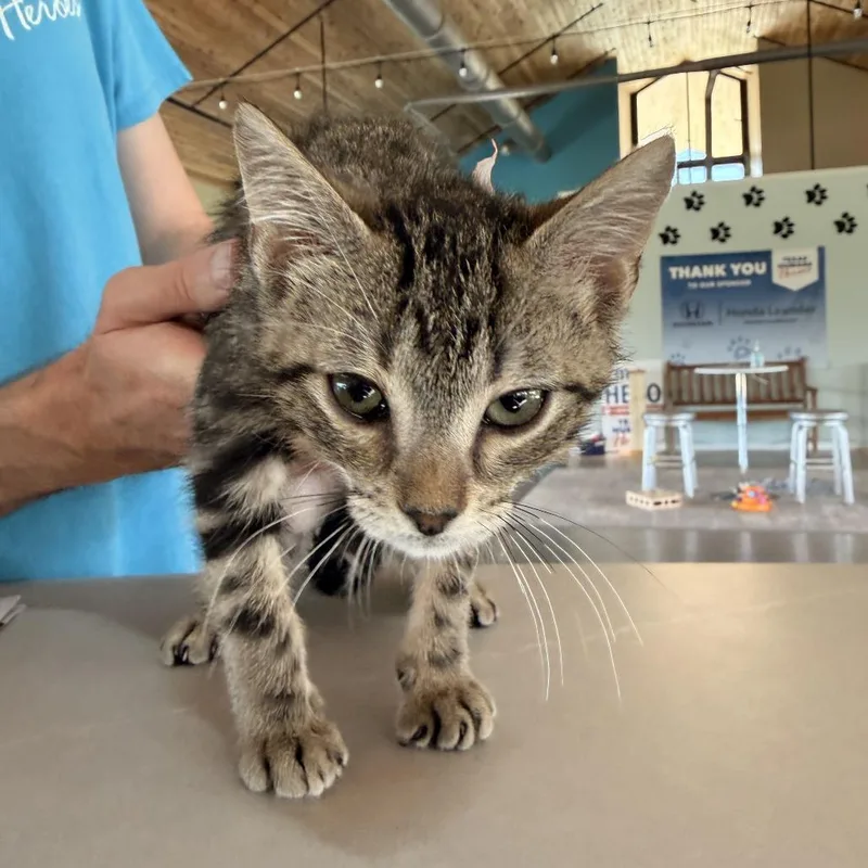 A baby small-sized male Brown / Chocolate Domestic Short Hair cat named Grasshopper for adoption in Leander, TX