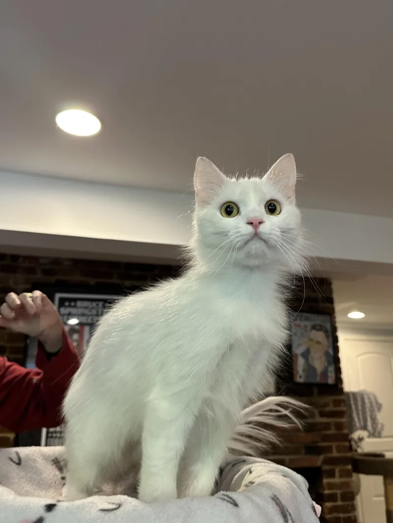 A young medium-sized male White Persian cat named Atlas for adoption in Fairfax, VA
