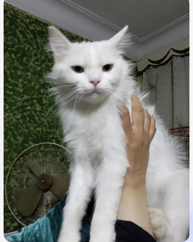 Atlas thumbnail 2
