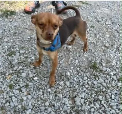 A baby small-sized male Black Chihuahua dog named Pedro for adoption in Homer Glen, IL