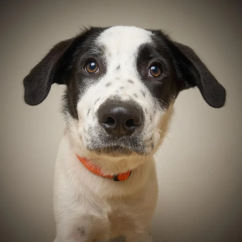 A baby large-sized male White / Cream Labrador Retriever dog named Hank D for adoption in Minnetonka, MN