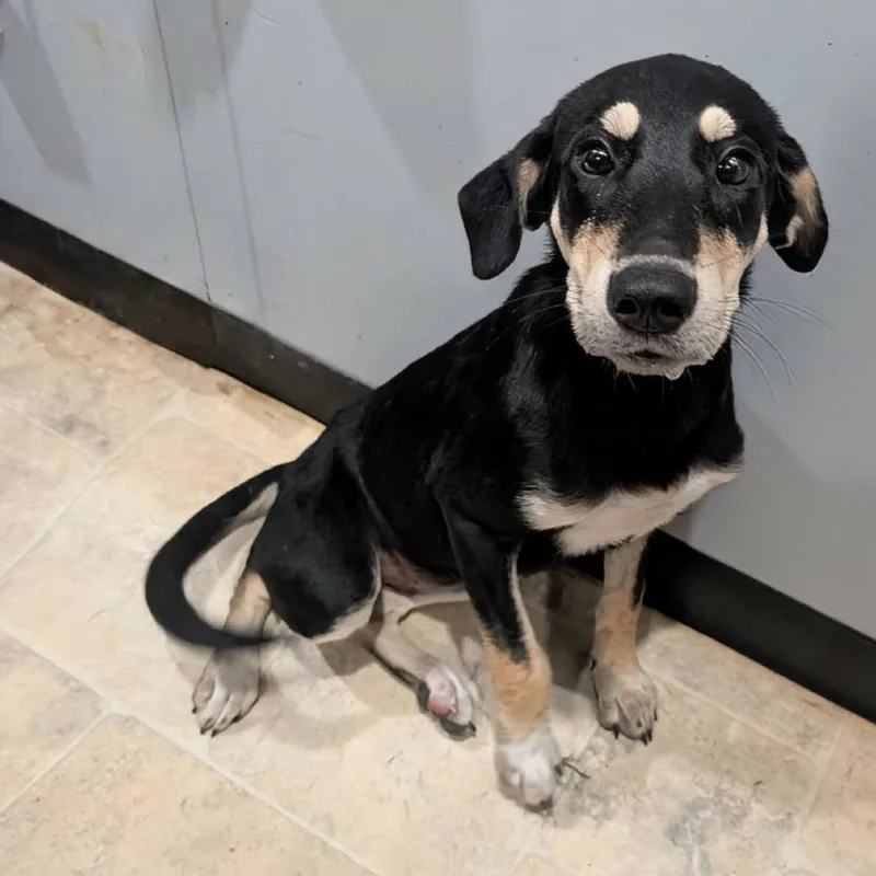 A baby medium-sized female Black Mixed Breed dog named Praline for adoption in Boaz, AL
