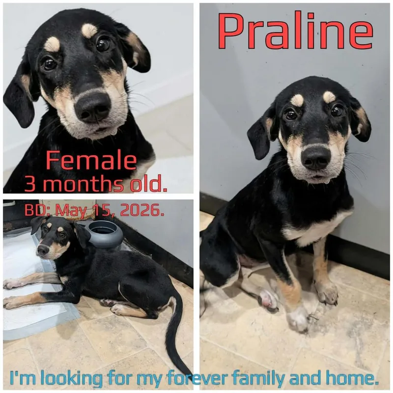 Praline thumbnail 3