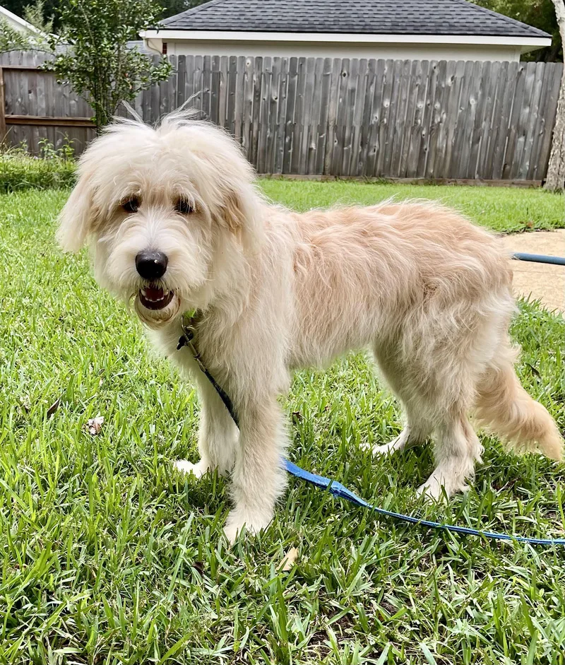 A baby large-sized male Poodle dog named Duckie for adoption in Garland, TX