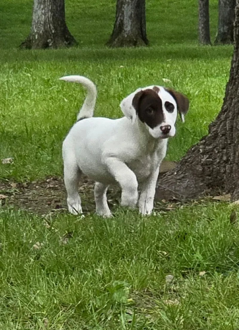Rocket