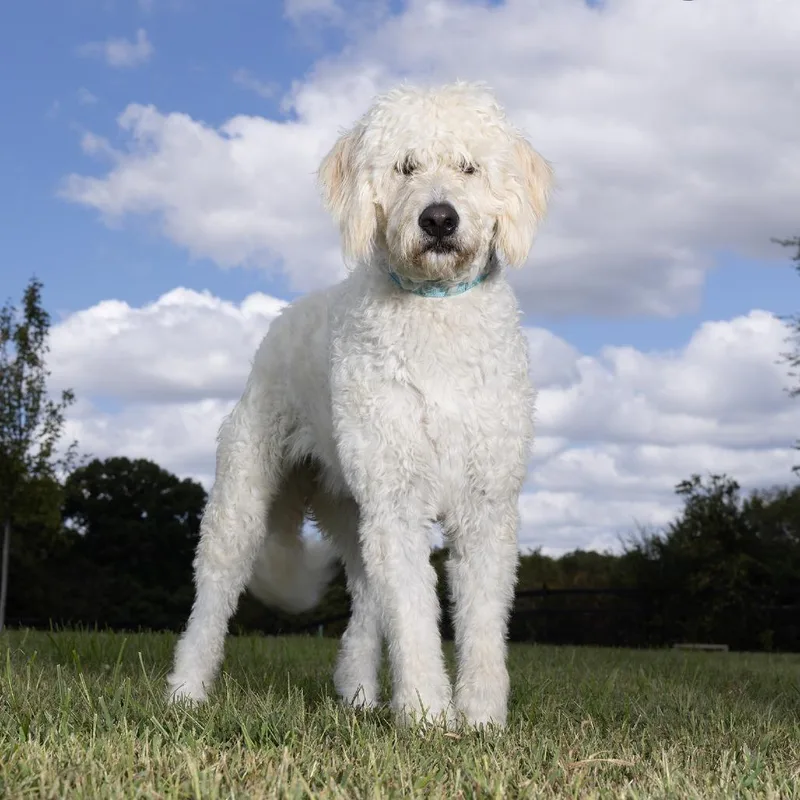 An adult large-sized female Poodle dog named Daisy for adoption in Franklin, TN
