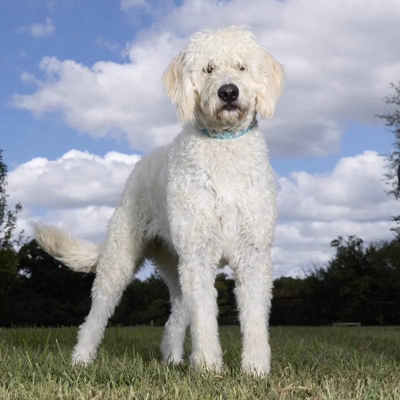 Daisy thumbnail 2