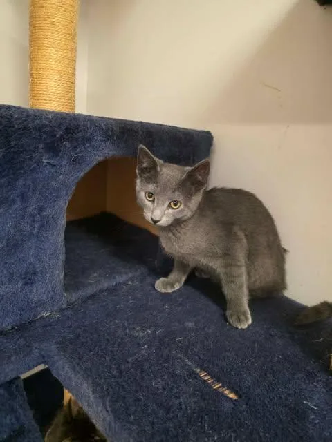 A young medium-sized female Domestic Short Hair cat named Spiffy for adoption in Fulton, NY