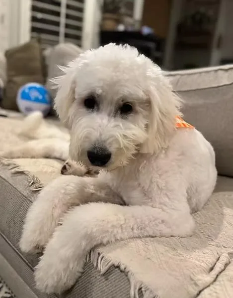 A baby large-sized male White / Cream Standard Poodle dog named Kooky for adoption in Garland, TX