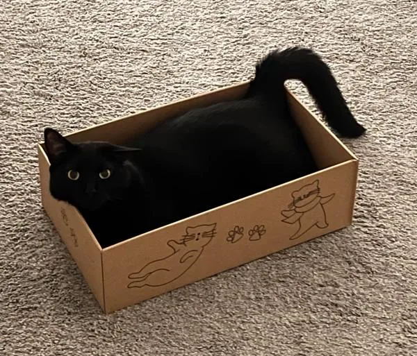 An adult large-sized male Domestic Short Hair cat named Clove for adoption in San Diego, CA
